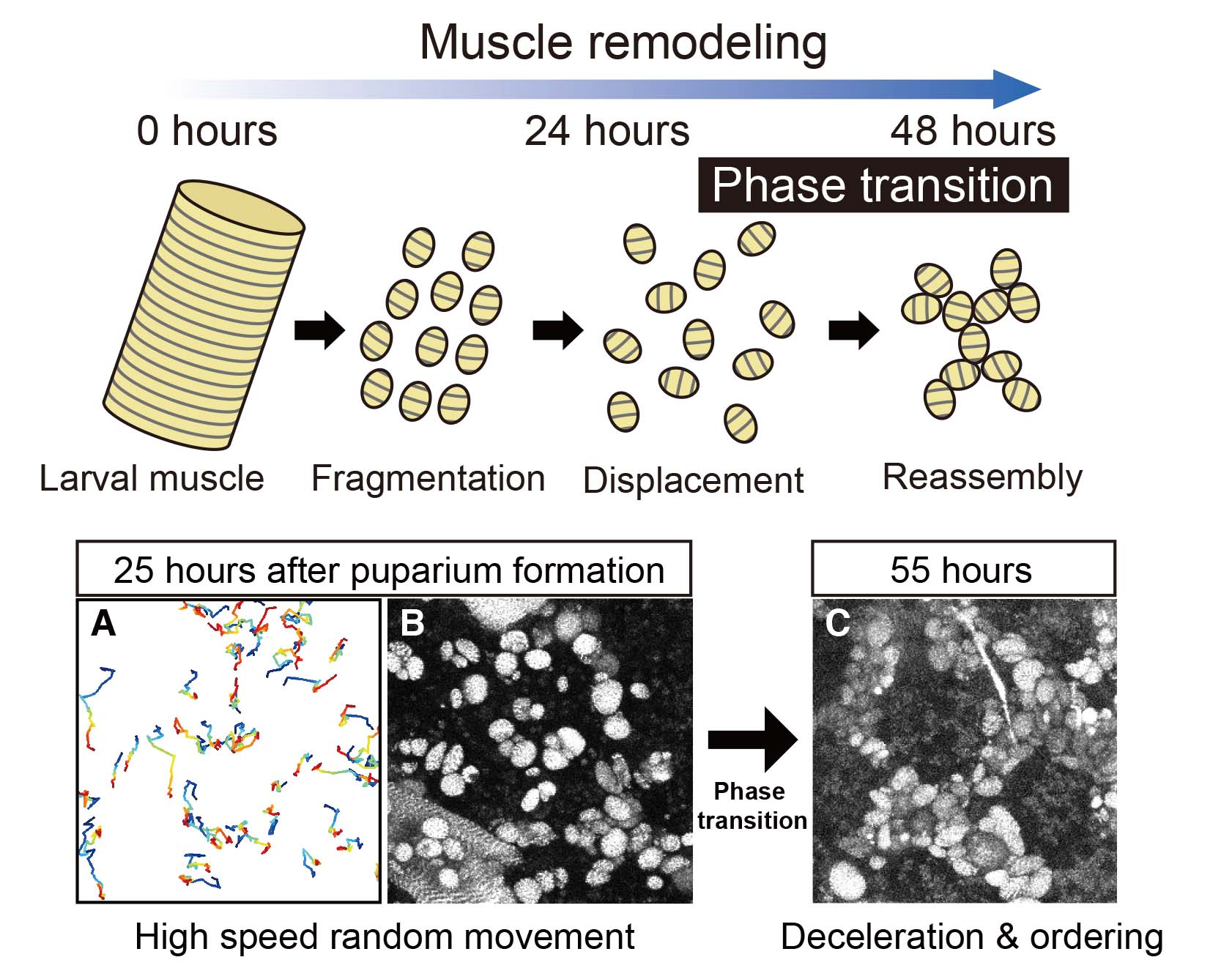 Muscle cell swarm intelligence: Understanding the phase-transition dynamics of muscle remodeling during insect metamorphosis